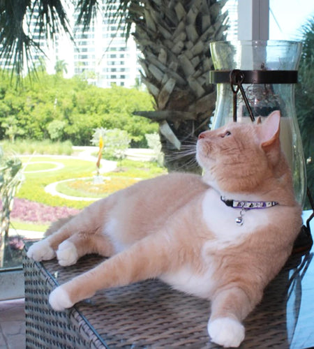 Glow in the Dark Cat Collar with Safety Buckle and Removable Bell Cat Collar Kitten Collar Cat Collar